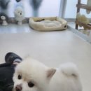 사랑받개 이미지