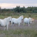 승용목장 이미지