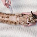 스토리펫 이미지