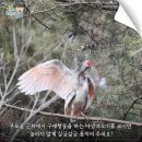 우포따오기 사진전 이미지