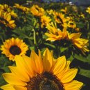 평안농장 이미지