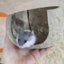 부산햄스터분양 행복햄 이미지