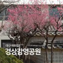 경상감영공원 | 대구 매화 명소 경상감영공원 개화현황