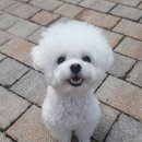 마이펫 강아지유치원 | 마이펫닥터 강아지 유기농 눈물개선/눈건강 사료 후기 (내돈내산)