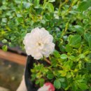 화이트 페어리 이미지