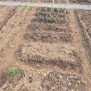 송현길 | 세번째) 울주군 도시텃밭 주말농장 이야기, 모종 구입 및 심기(4월중순~말)