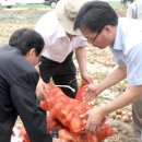 감자 대체작목 "양파" 재배 시동) : 서춘천농협 이미지