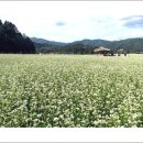 메밀꽃필무렵 - 상주시 상산로 356-1 | 메밀꽃필무렵