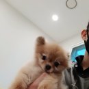 도그리치 이미지