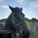 안말목장 이미지