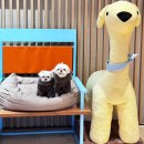 (주)펫그라운드 이미지