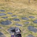 은해사 벚꽃길 이미지