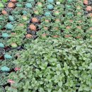 향기가득 원예교실 이미지