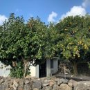 하귤낭하우스 이미지