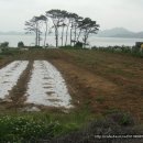 서산시 팔봉면 구도선착장 인근 바다가 조망되는 밭 (381평) 계획관리지역 이미지