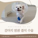 호수동물병원 - 순천시 왕지2길 19-5 | [일반외과] 방광결석 수술 후기