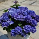 태평목장 이미지