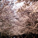 부산 낙동강제방 과 서울 여의도 벚꽃길 따라 봄나들이 이미지