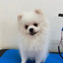 헬로퍼피1 이미지