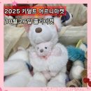 커먼독 | 어르니마켓 2025년 10월 마지막날 플리마켓 행사 입장만 해도 굿즈 에코백 선물 후기