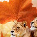 금화파크 이미지