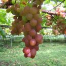 포도나무 이미지