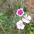 패랭이꽃의 저항 이미지