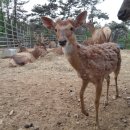 사슴자연방목장 이미지