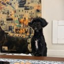 러블리펫 이미지