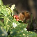 금식나무 Aucuba japonica f. variegata (Dombrain) Rehder 품종 이미지