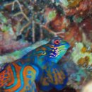 바다여행 | 필리핀 모알보알 여행 스노쿨링 바다 사진 후기