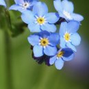 물망초forgetmenot 이미지
