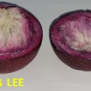 〔이준성의 필리핀 바기오 생활〕 1297. 필리핀 열대과일 - 스타 애플(Star Apple) 이미지