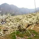 순천향매실마을 이미지