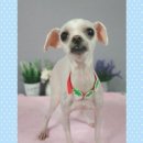 뽀미 애견 미용샵 이미지