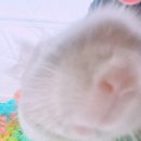 햄동대장