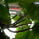 우리화원 이미지