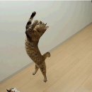 날으는고양이 이미지