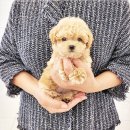 아이러브강아지 | 광주 우산동 강아지분양 아이러브독 방문후기