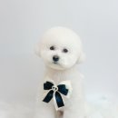 그루미재이 이미지