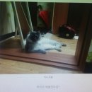 코코리사 이미지