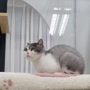 호텔이냥 이미지