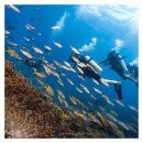 꼬따오 다이빙 천국! Phoenix Divers 후기 인생 최고의 다이빙 경험! 가격, 위치, 예약 정보 꼬따오...