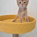 수원고양이분양 드림캣 안심분양센터 이미지