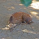 쉼터사슴 이미지