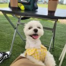 몽드드뚜뚜 | 의정부 포천 애견운동장 - 몽드드뚜뚜(메뉴,추천,입장료)