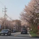 가평 벚꽃 영상후기 2탄 (BGM) 이미지