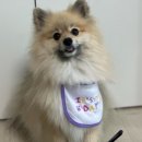 더쿠마 이미지