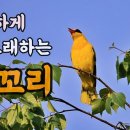 꾀꼬리 소리 이미지