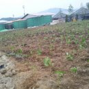 도고양돈 이미지